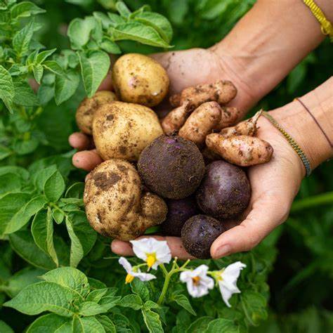 organic vs non-organic potatoes